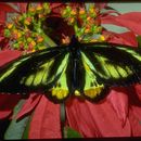 Ornithoptera rothschildi Kenrick 1911 resmi