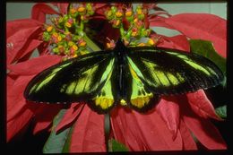 Слика од Ornithoptera rothschildi Kenrick 1911