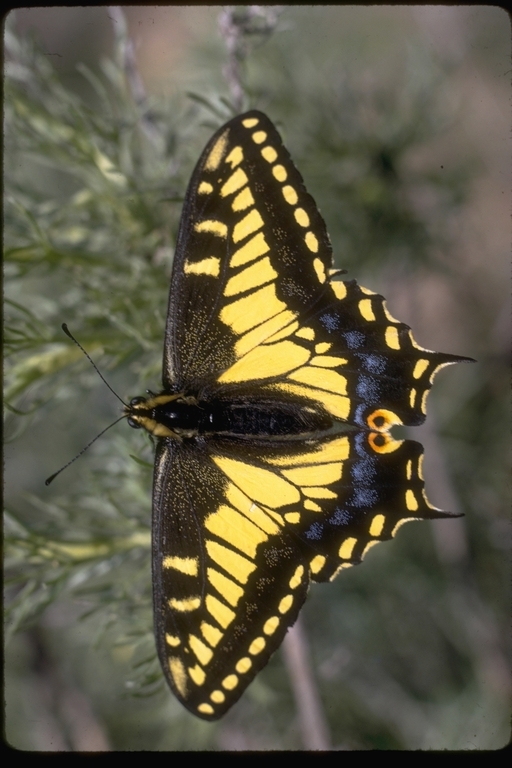 Image of Anise Swallowtail