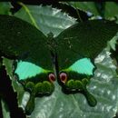 Image of Papilio karna Felder & Felder 1864
