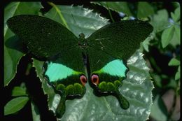 Image of Papilio karna Felder & Felder 1864