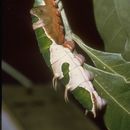 Image de Papilio euchenor Guérin-Méneville 1829