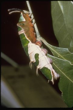 Image of Papilio euchenor Guérin-Méneville 1829