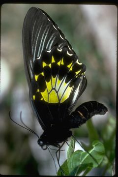 Image of van de Poll’s Birdwing