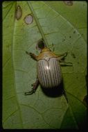Image of Christmas Beetles