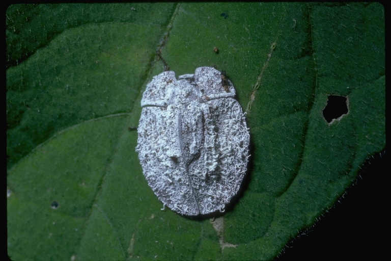 Image of leaf beetles