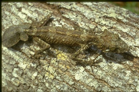 Image of Broad-tailed Gecko