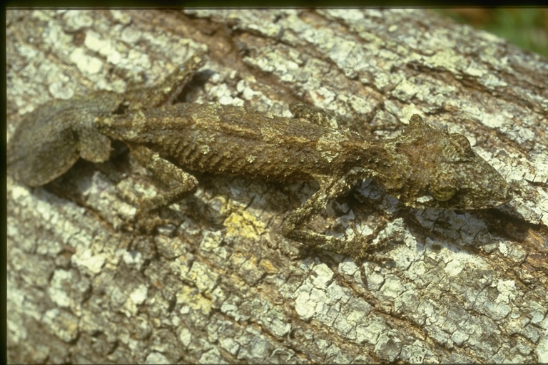 Sivun Phyllurus platurus (Shaw 1790) kuva