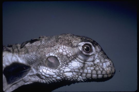 Image of Frilled Lizard