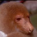 Image of Short-tailed Spotted Cuscus