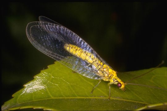 Image of lacewings and relatives