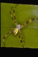 Sivun Tarhahämähäkit kuva