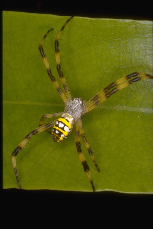 Image de Argiope