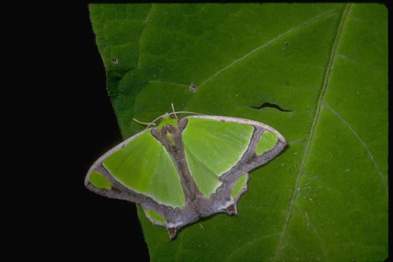 Image of Agathia laetata Fabricius 1794