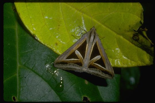 Image of Trigonodes hyppasia Cramer 1779