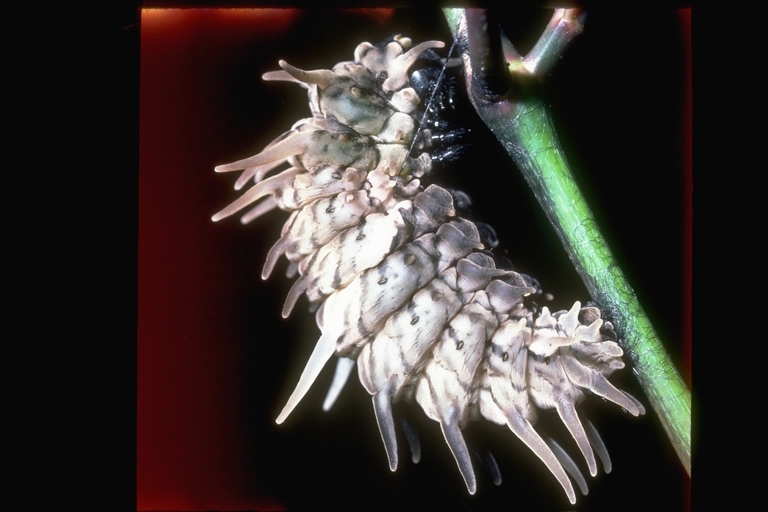 Image of moths and butterflies