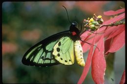 Image of Birdwings