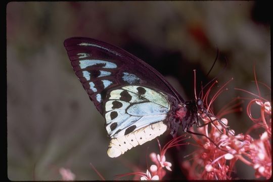 Слика од Ornithoptera