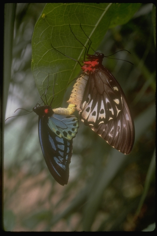 Image of Birdwings