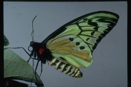 Слика од Ornithoptera