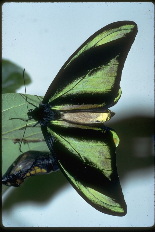 Image of Birdwings