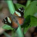 Image of yellow admiral