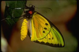 Image of Birdwings