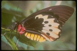 Слика од Ornithoptera