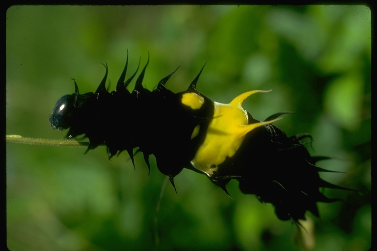 Слика од Ornithoptera goliath Oberthür 1888