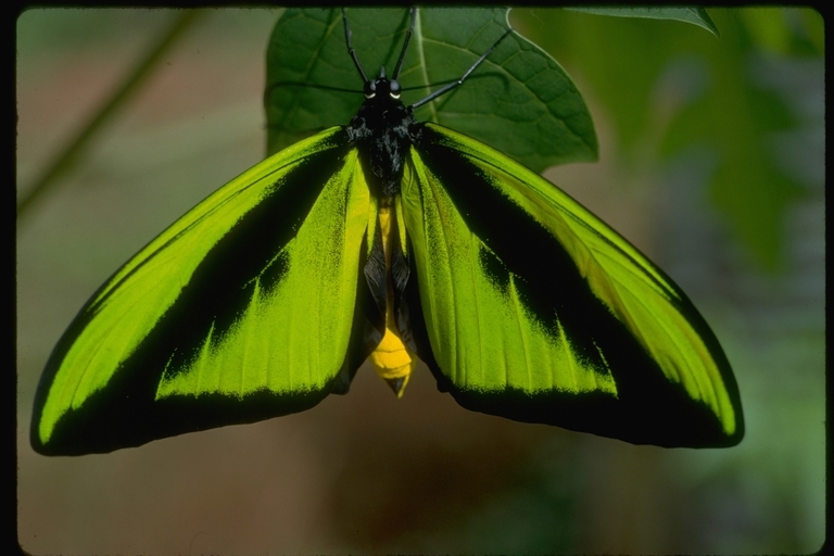 Слика од Ornithoptera goliath Oberthür 1888