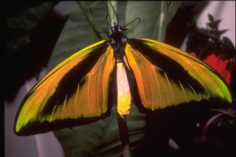 Image of Birdwings