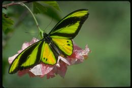 Слика од Ornithoptera