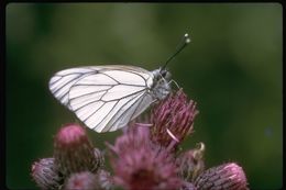 Image of Black-veined White