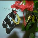 Image of Birdwing butterfly