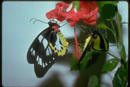 Ornithoptera meridionalis (Rothschild 1897) resmi