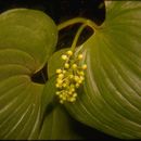 Image of false lily of the valley