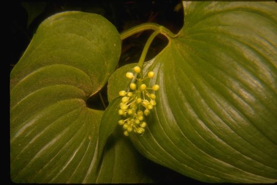 Слика од Maianthemum dilatatum (Alph. Wood) A. Nelson & J. F. Macbr.