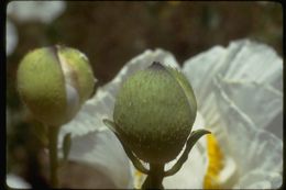 Image of bristly Matilija poppy