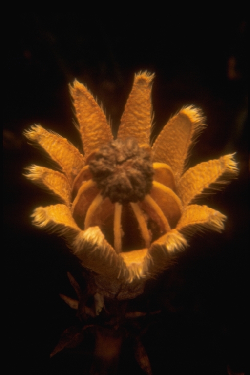 صورة Romneya coulteri Harv.