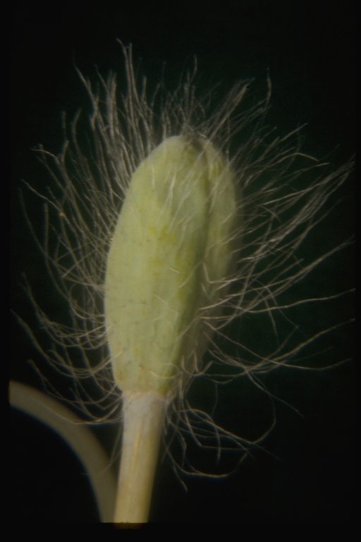 Image of desert bearpoppy