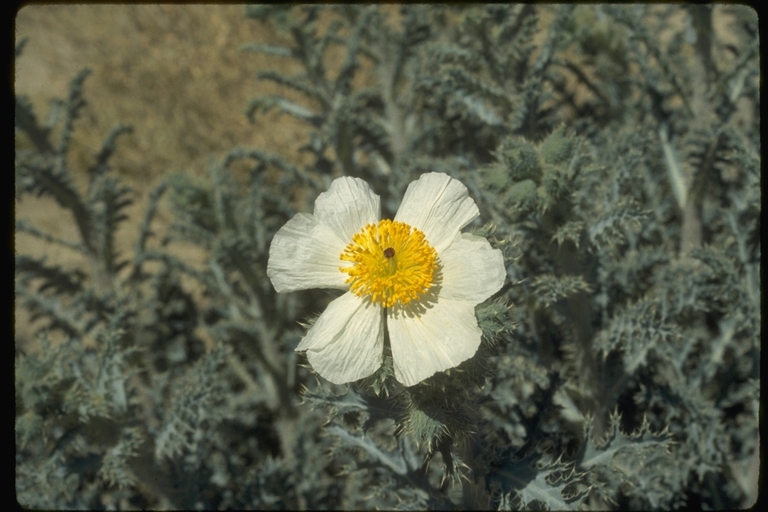 Image of Mojave pricklypoppy