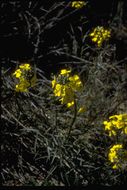 Image of Erysimum suffrutescens (Abrams) Rossbach