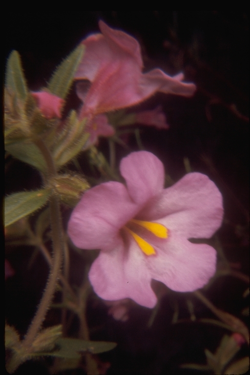 Image of <i>Mimulus torreyi</i>