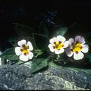 Plancia ëd <i>Mimulus rupicola</i>