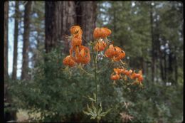 Lilium humboldtii W. Bull resmi