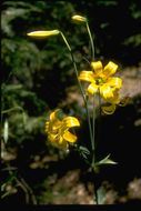 Image de Lilium parryi S. Watson