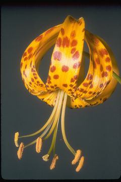 Image de Lilium humboldtii W. Bull