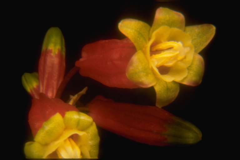 Imagem de Dichelostemma ida-maia (Alph. Wood) Greene