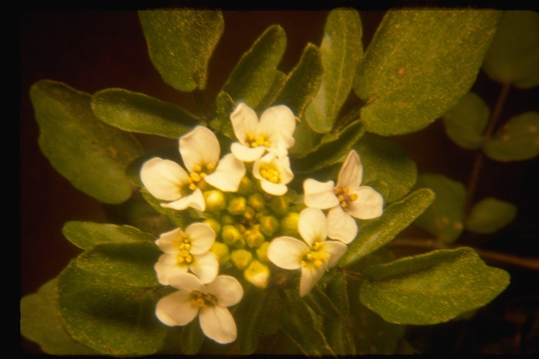 Image of Water-cress