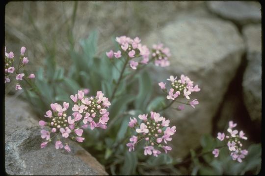 Image de Phoenicaulis cheiranthoides Nutt.